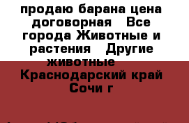 продаю барана цена договорная - Все города Животные и растения » Другие животные   . Краснодарский край,Сочи г.